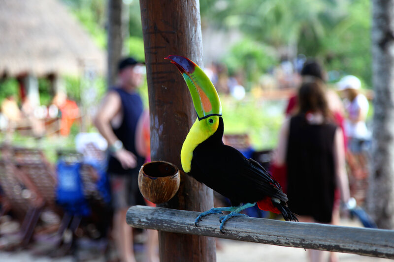 toucan perched on a pole
