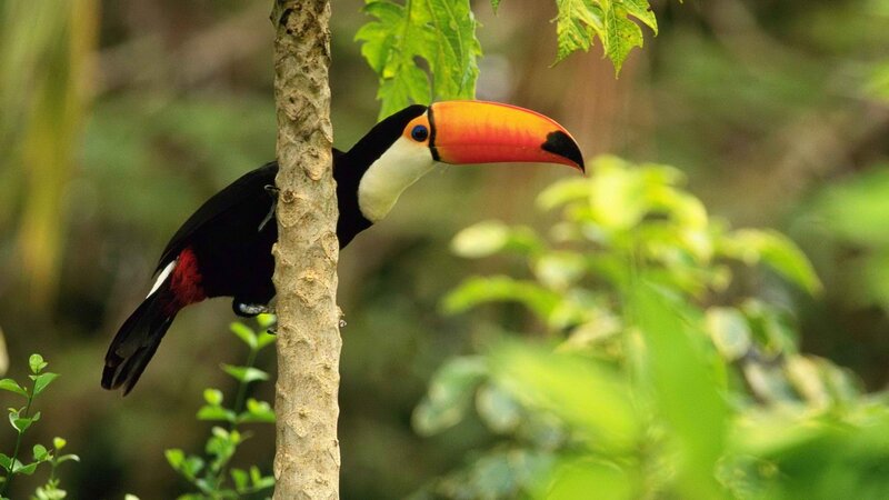 Toucan perched on a tree