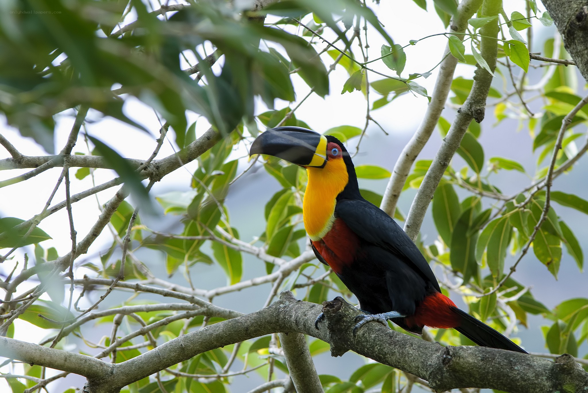 Toucan perched on a tree branch