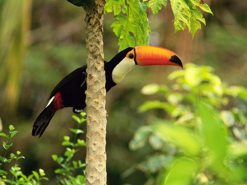 Toucan perched on a tree