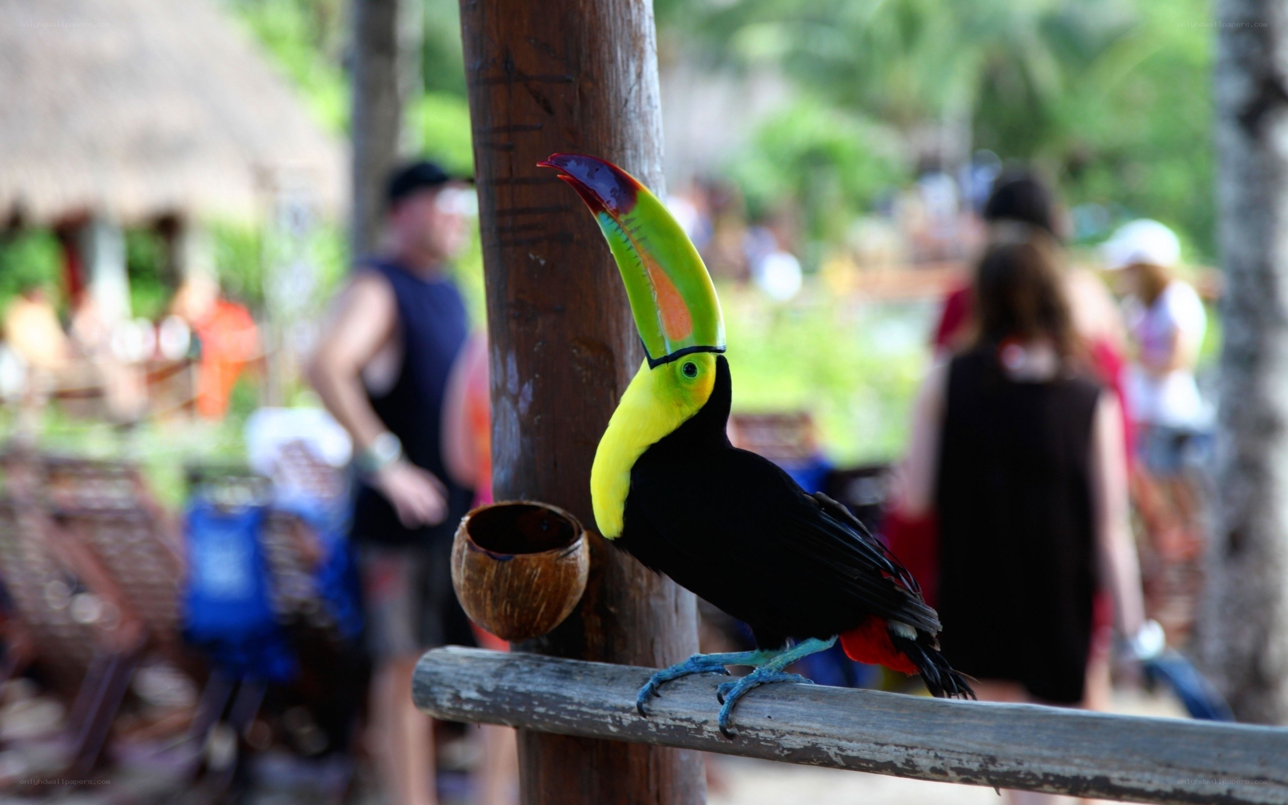 toucan perched on wooden post