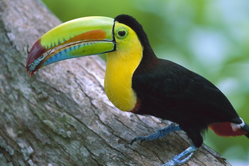 Toucan with colorful beak