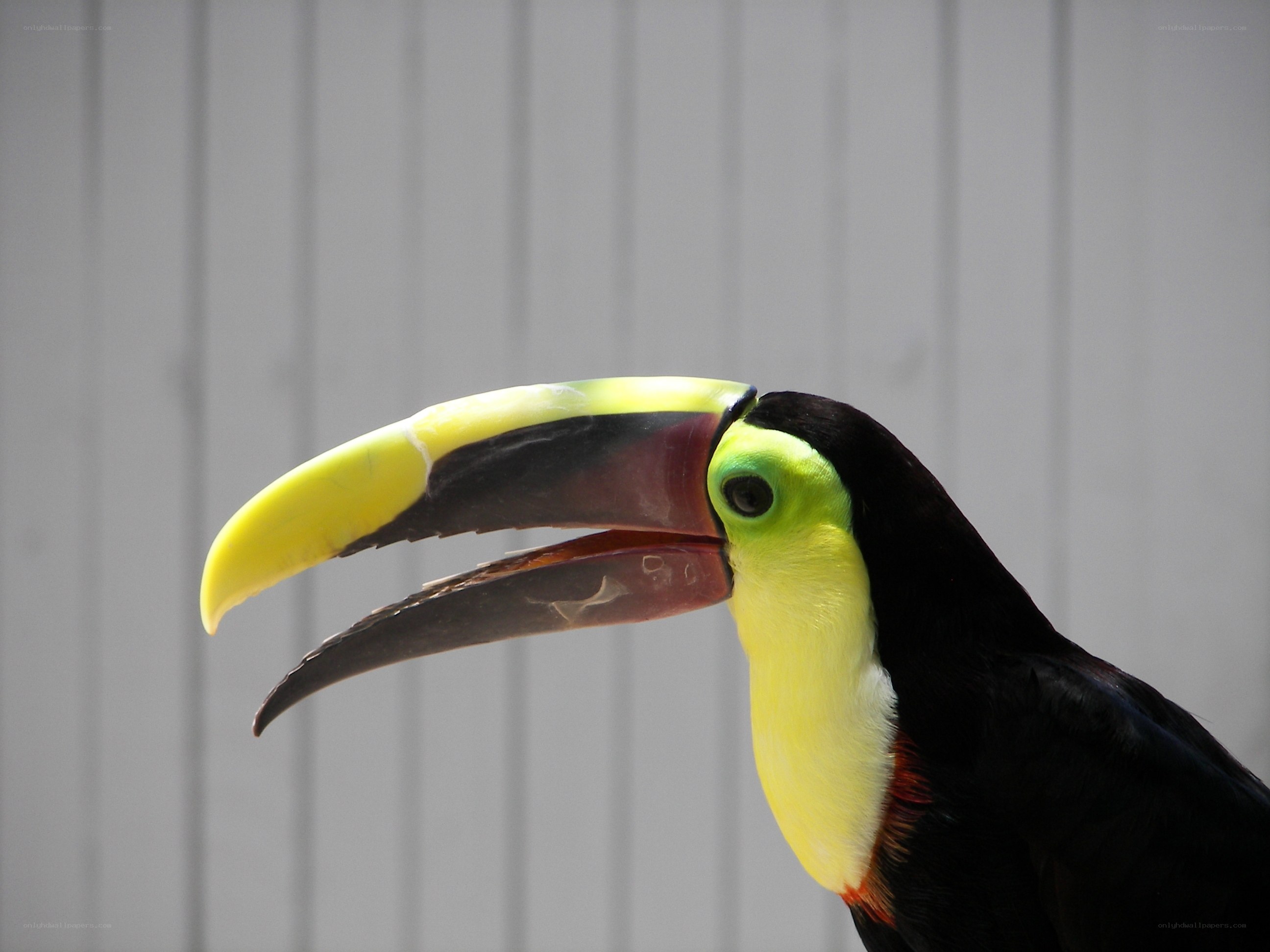 toucan with colorful beak