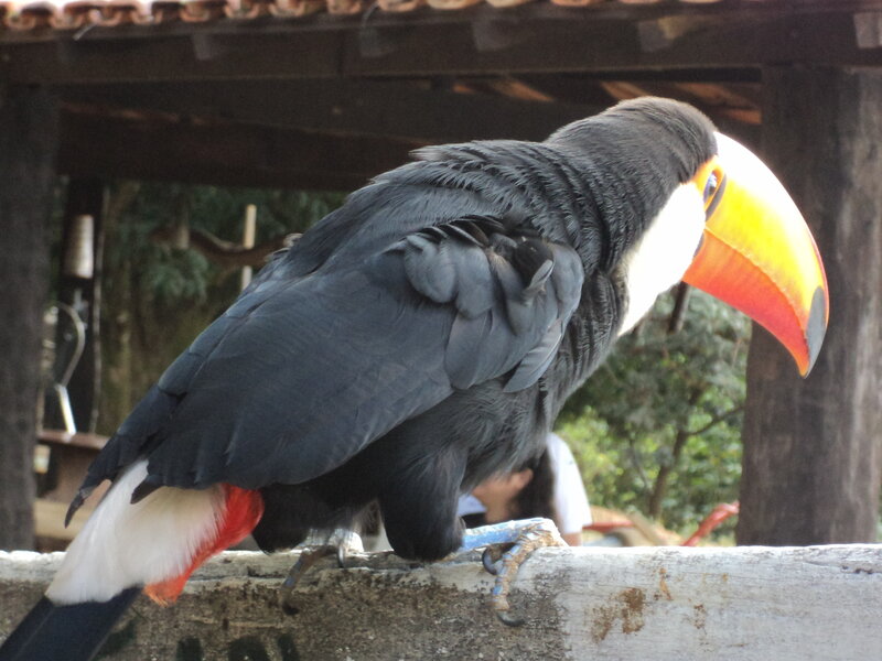 Toucan with colorful beak