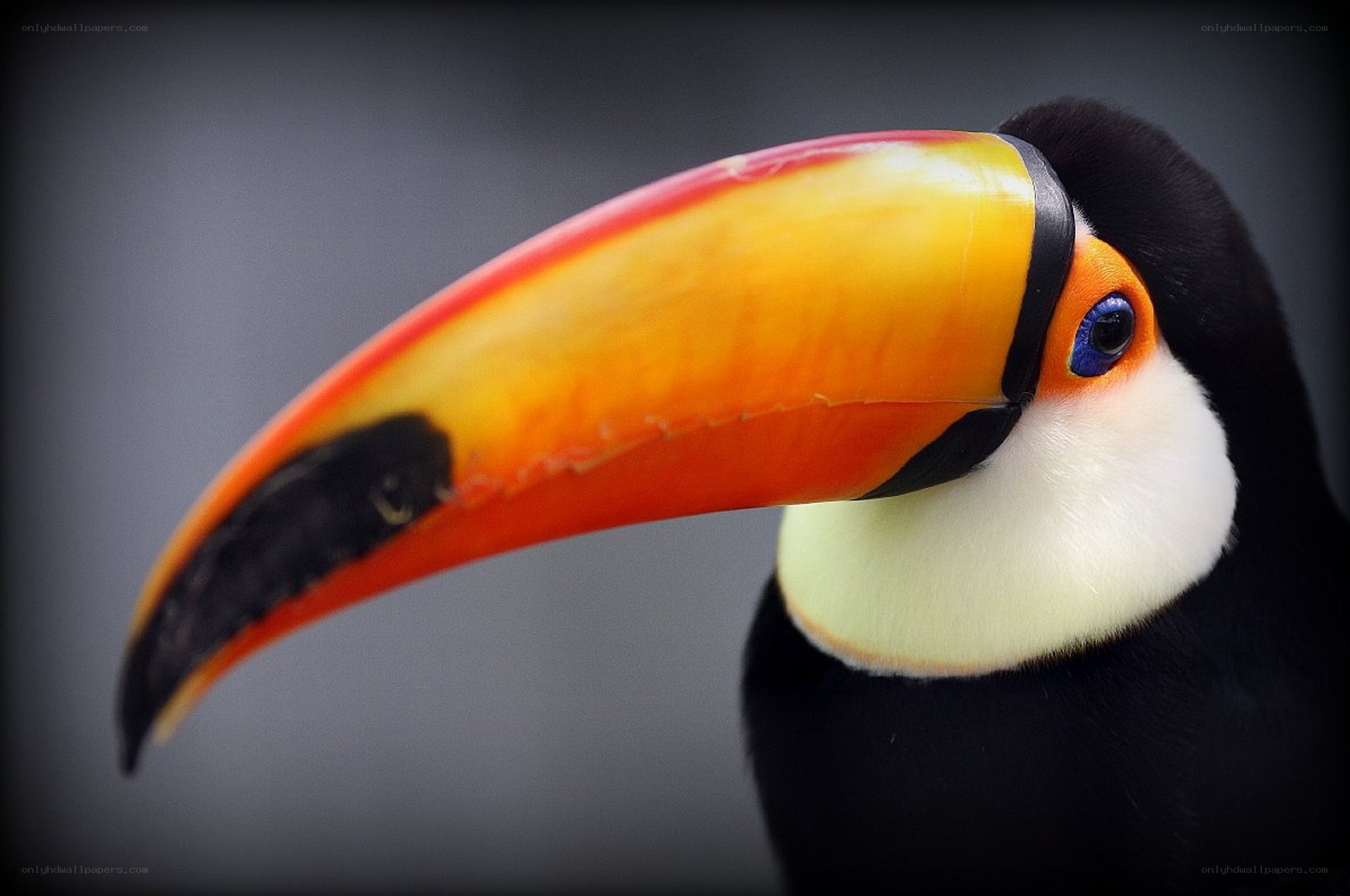 Toucan with colorful beak