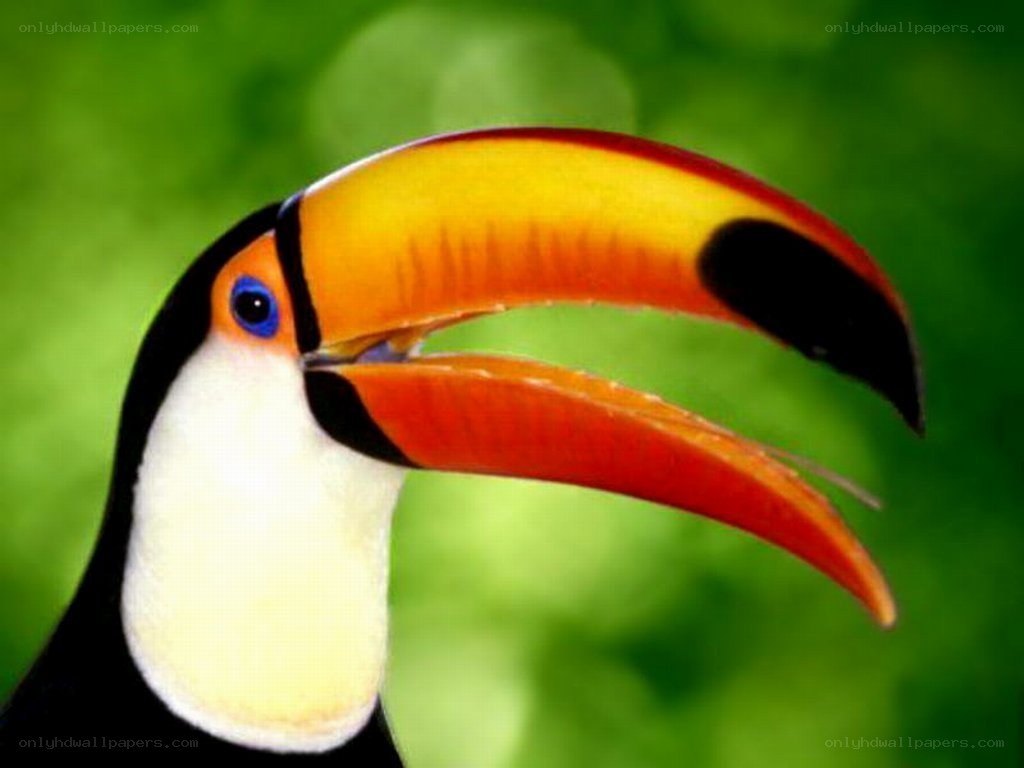 Toucan with colorful beak