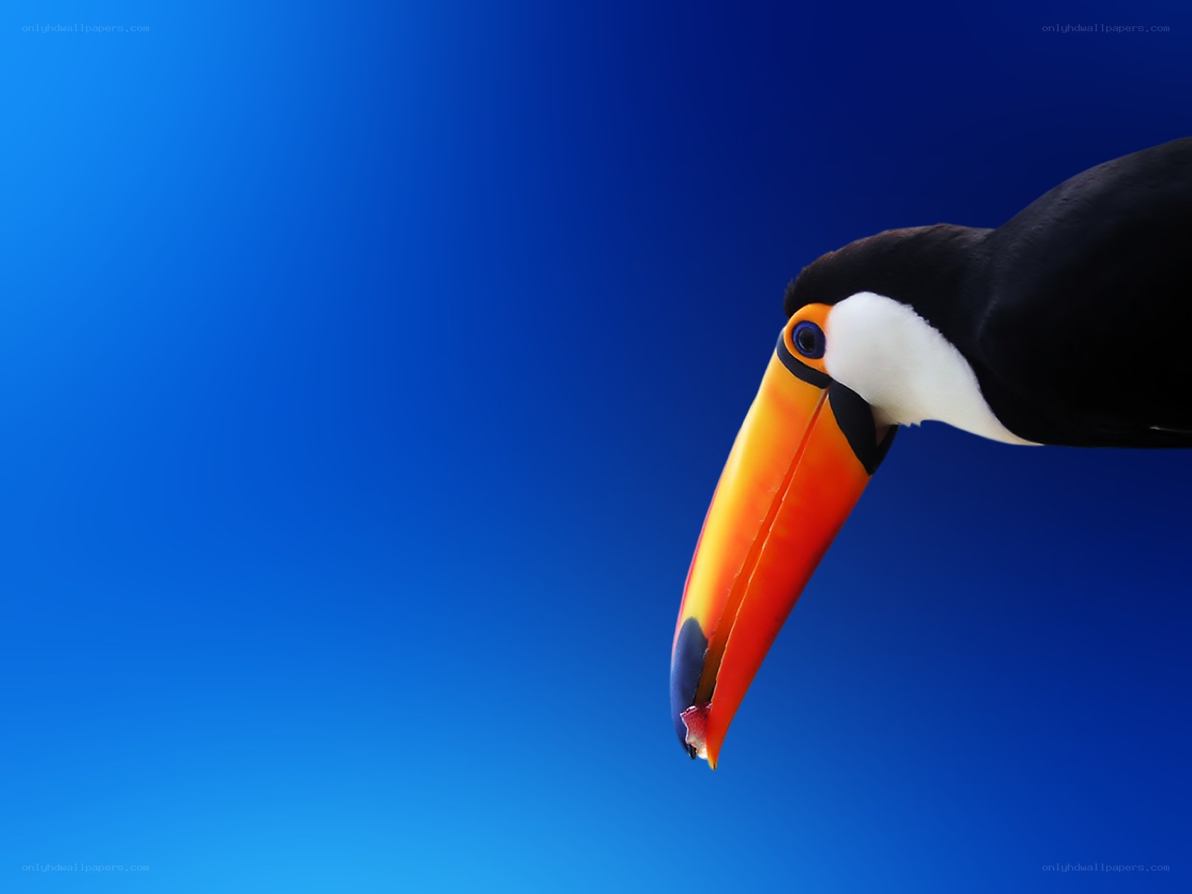 Toucan with colorful beak