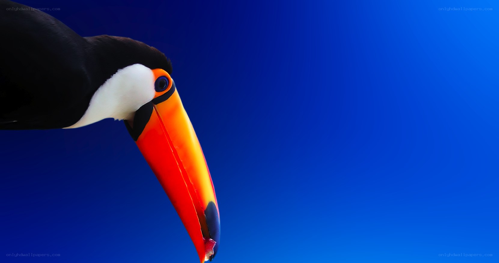 Toucan with colorful beak