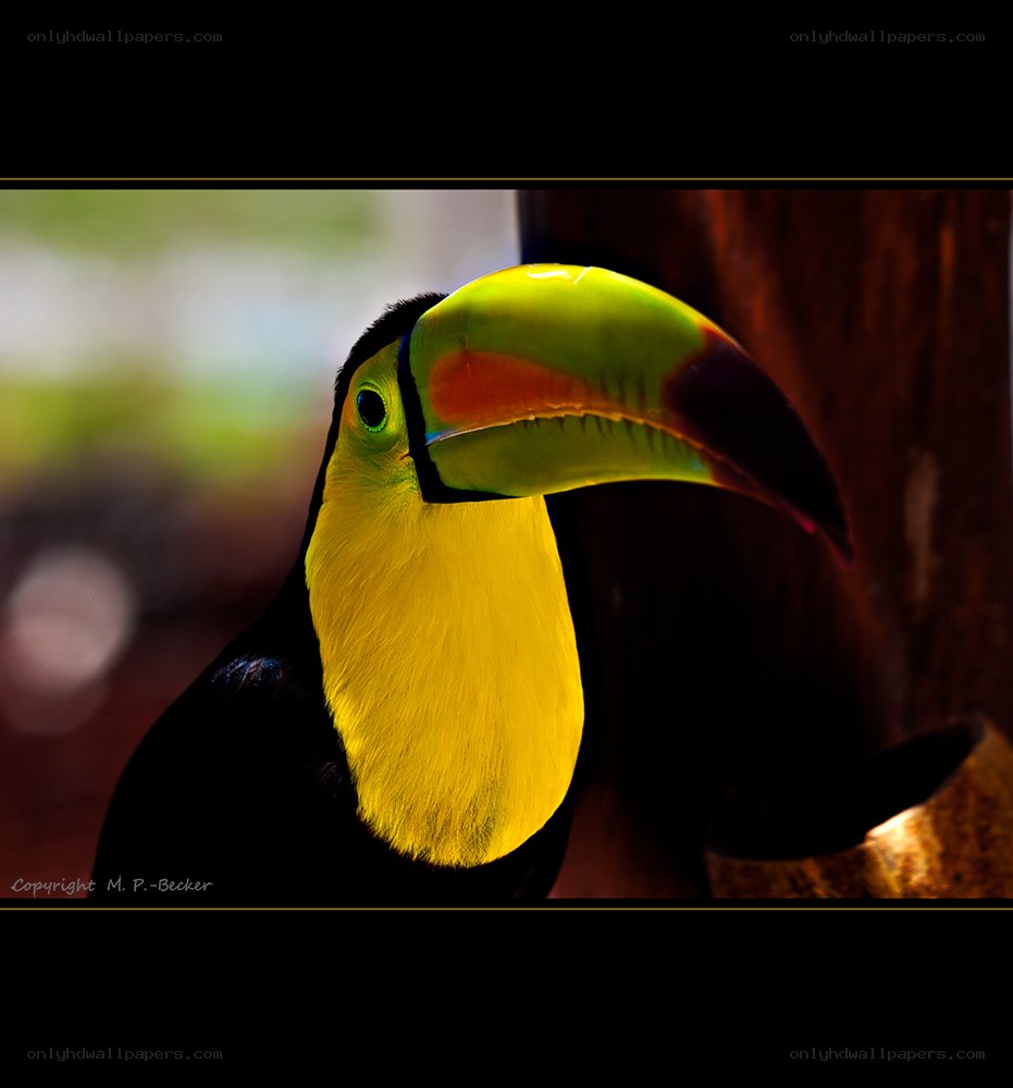 Toucan with colorful beak