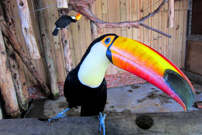 Toucan with Colorful Beak — Black, Calm