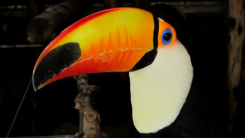 Toucan with Colorful Beak — Black, Dramatic