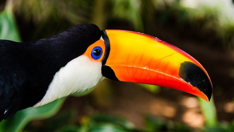 Toucan with Colorful Beak — Black, Natural, Photograph, Eye