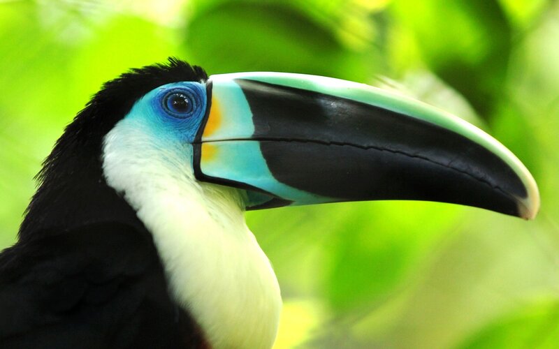 Toucan with Colorful Beak — Black, Natural, Photograph, Green Leaves