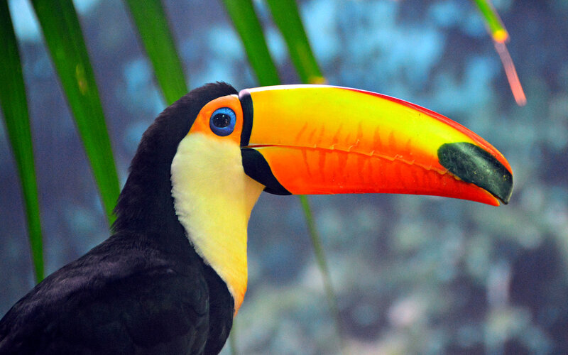Toucan with Colorful Beak — Black, Natural