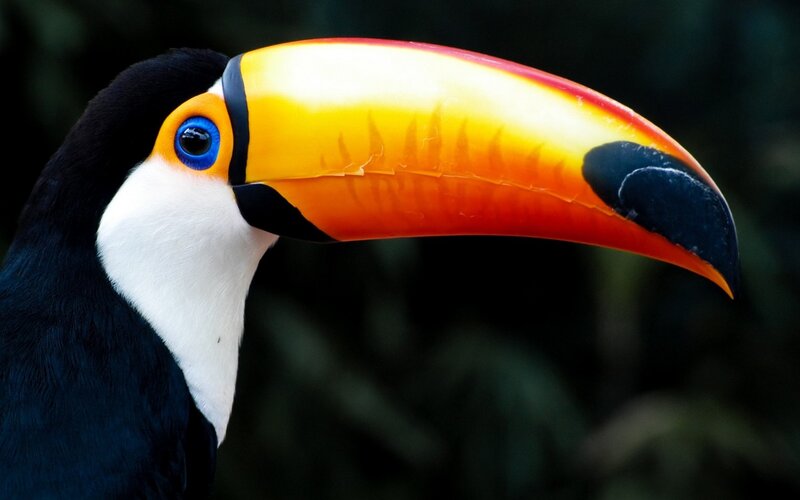 Toucan with Colorful Beak — Black