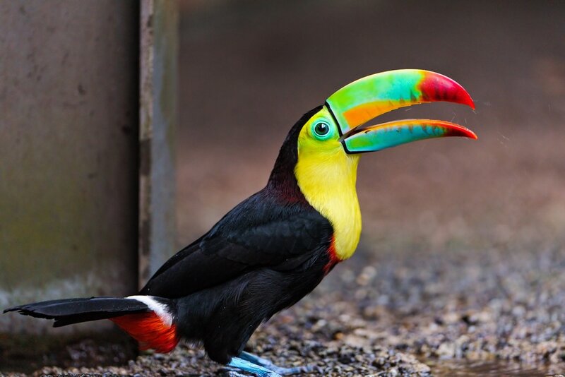 Toucan with Colorful Beak — Black, Vibrant, Photograph, Bird, Ground, Yellow