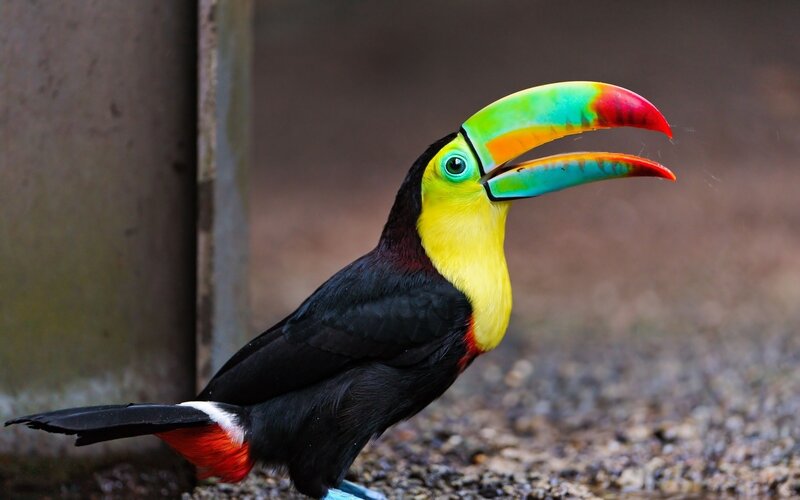 Toucan with Colorful Beak — Black, Vibrant, Photograph, Bird