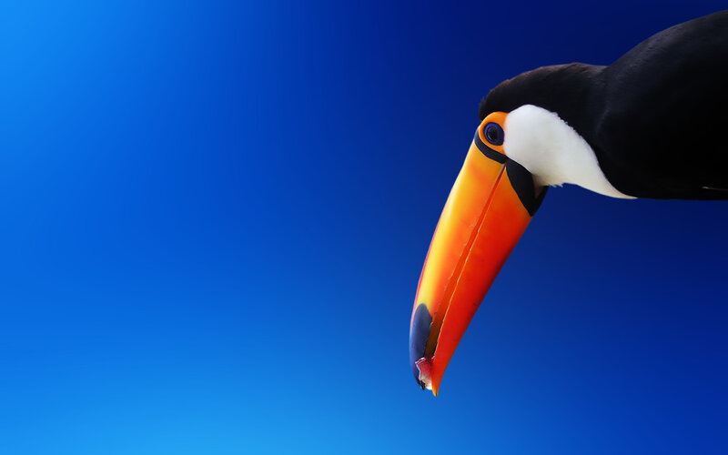 Toucan with Colorful Beak — Blue, Dramatic, Photograph