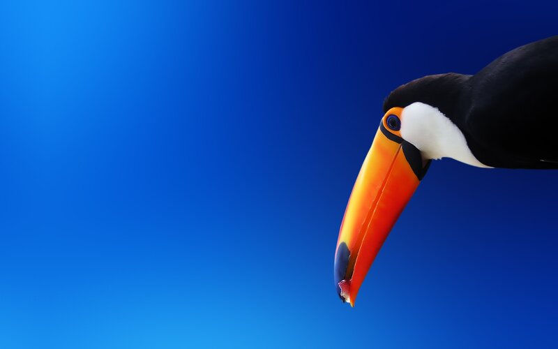 Toucan with Colorful Beak — Blue, Dramatic
