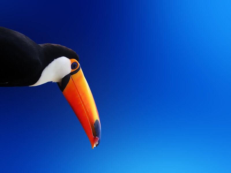 Toucan with Colorful Beak — Blue