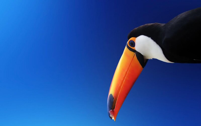 Toucan with Colorful Beak — Blue, Vibrant