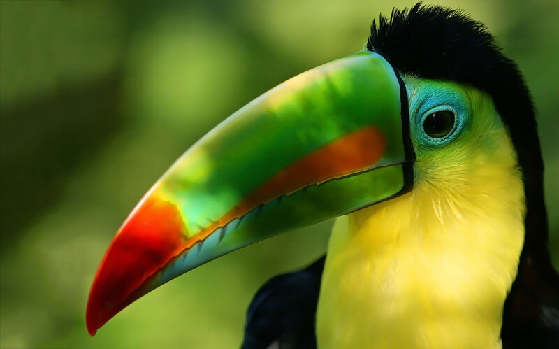 Toucan with Colorful Beak — Green