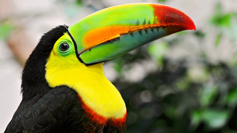 Toucan with Colorful Beak — Green, Vibrant