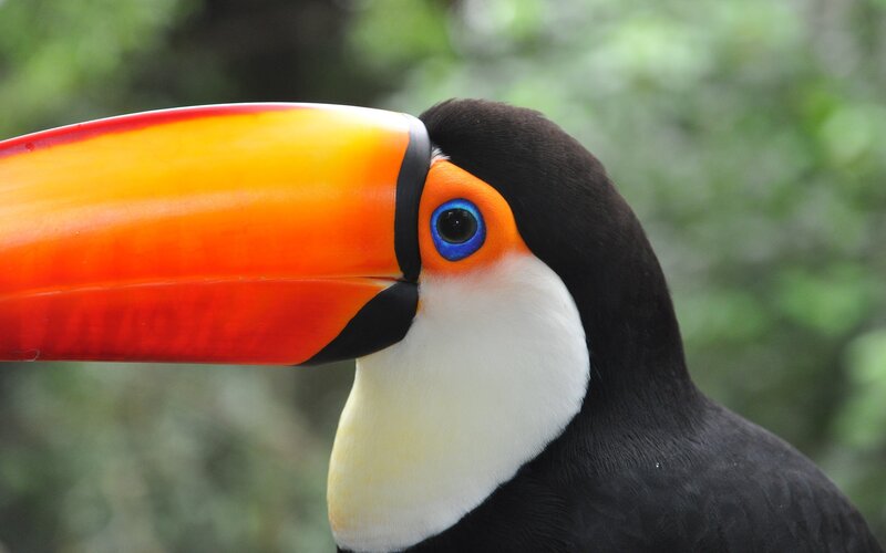 Toucan with Colorful Beak — Orange