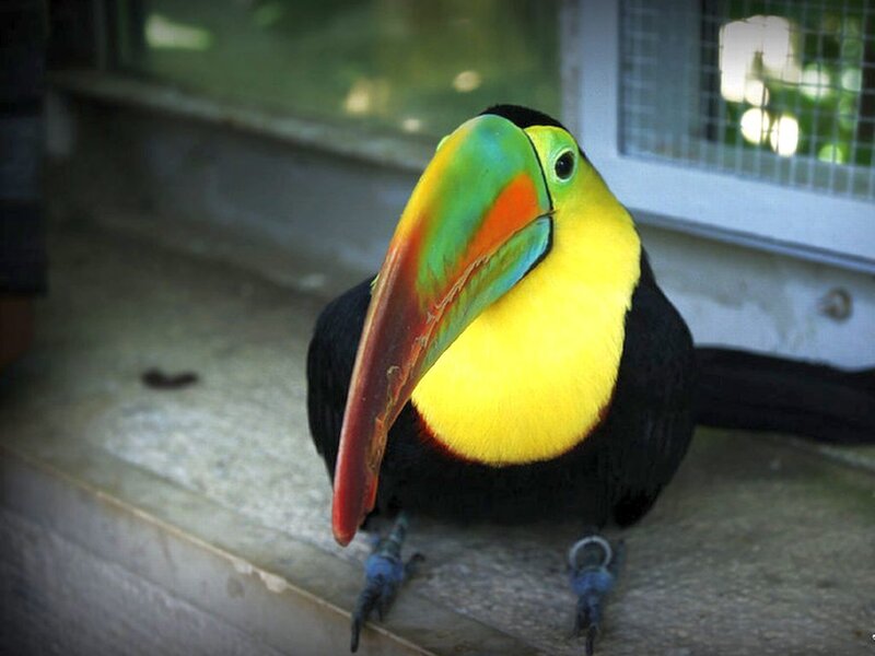 Toucan with Colorful Beak — Yellow, Calm