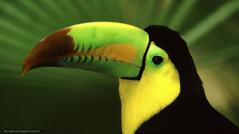 Toucan with Colorful Beak — Yellow, Natural, Photograph, Green Leaf