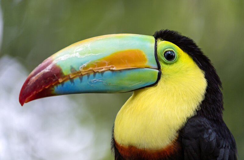 Toucan with Colorful Beak — Yellow, Natural, Photograph