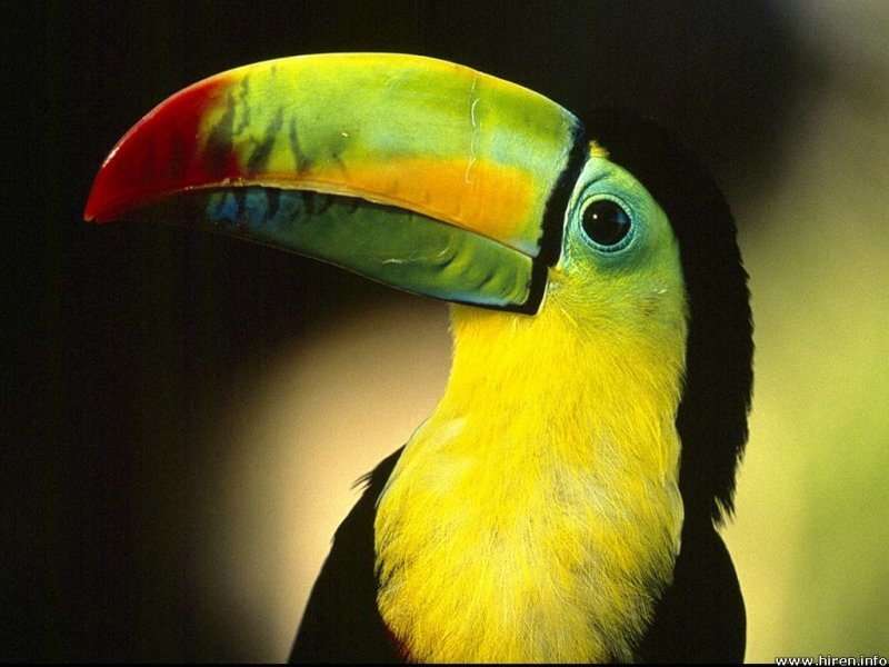 Toucan with Colorful Beak — Yellow, Natural