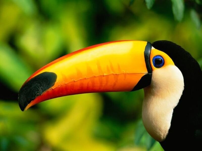 Toucan with Colorful Beak — Yellow