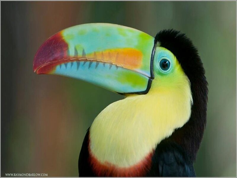 Toucan with Colorful Beak — Yellow, Vibrant