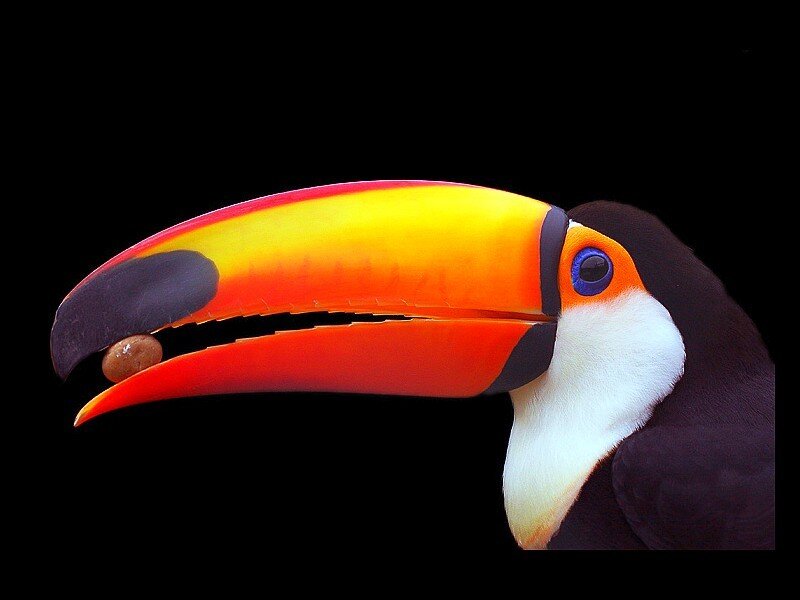 Toucan with Fruit