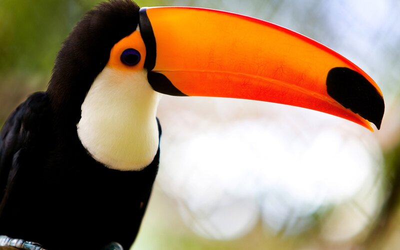 Toucan with Large Beak — Orange, Natural
