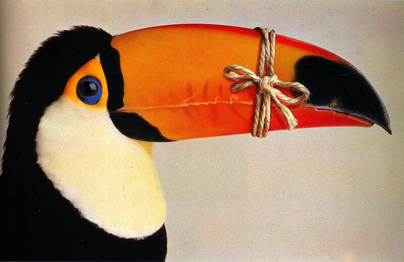 Toucan with tied beak