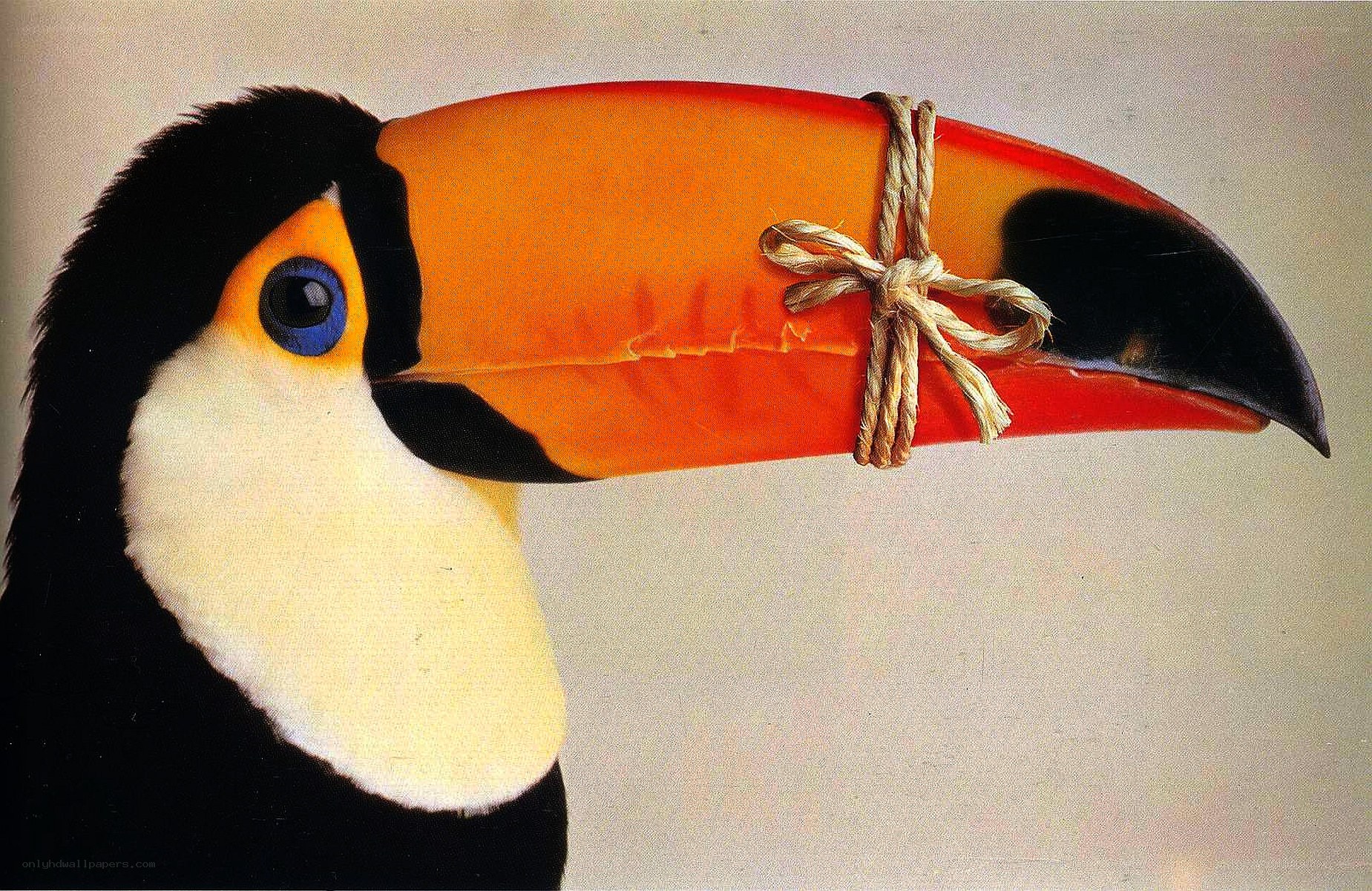 Toucan with tied beak