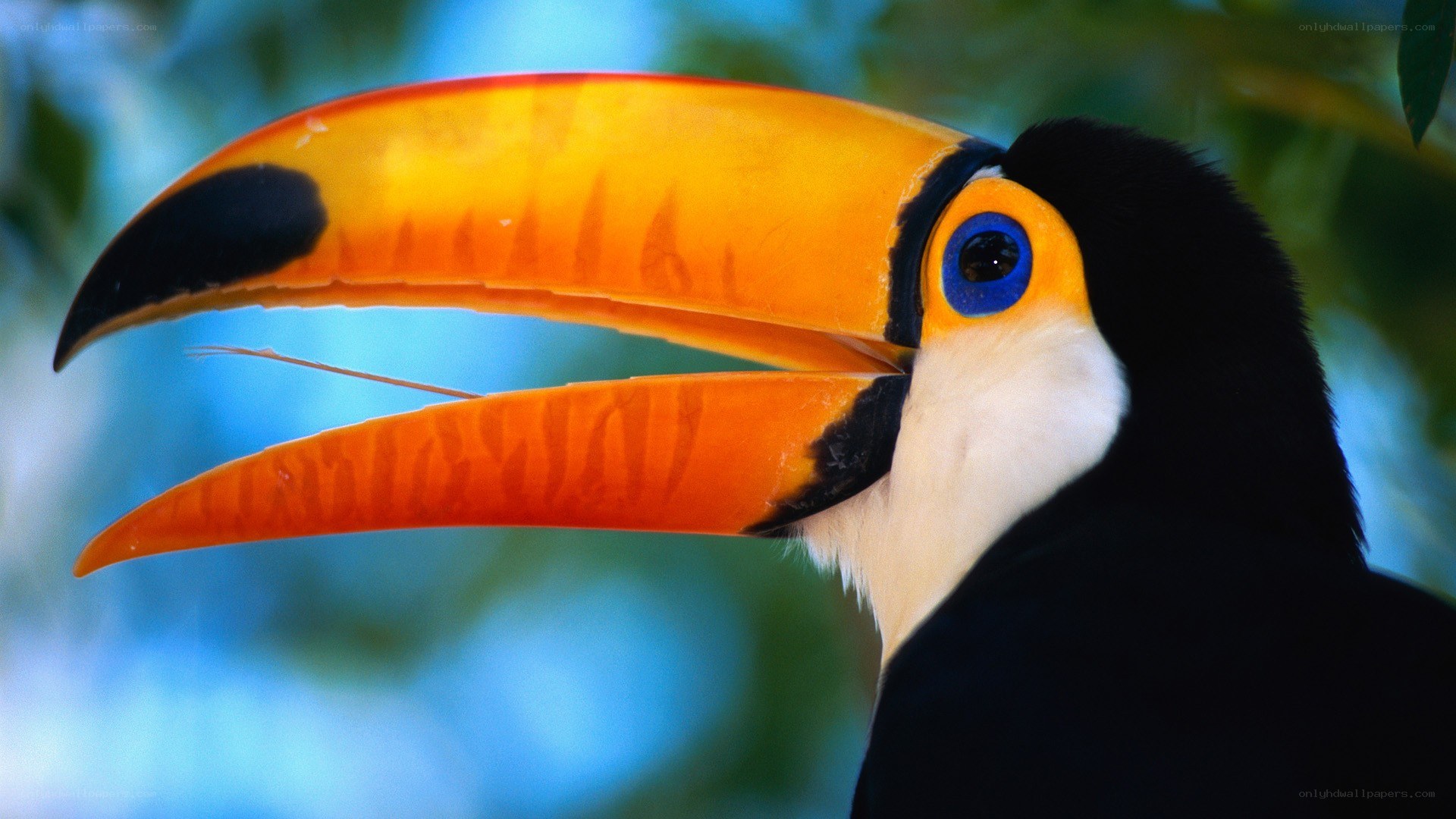 Toucan with vibrant beak