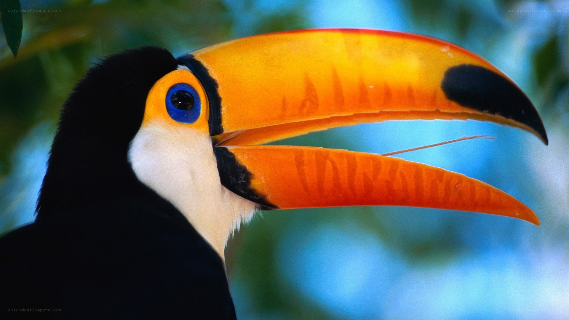 Toucan with vibrant beak