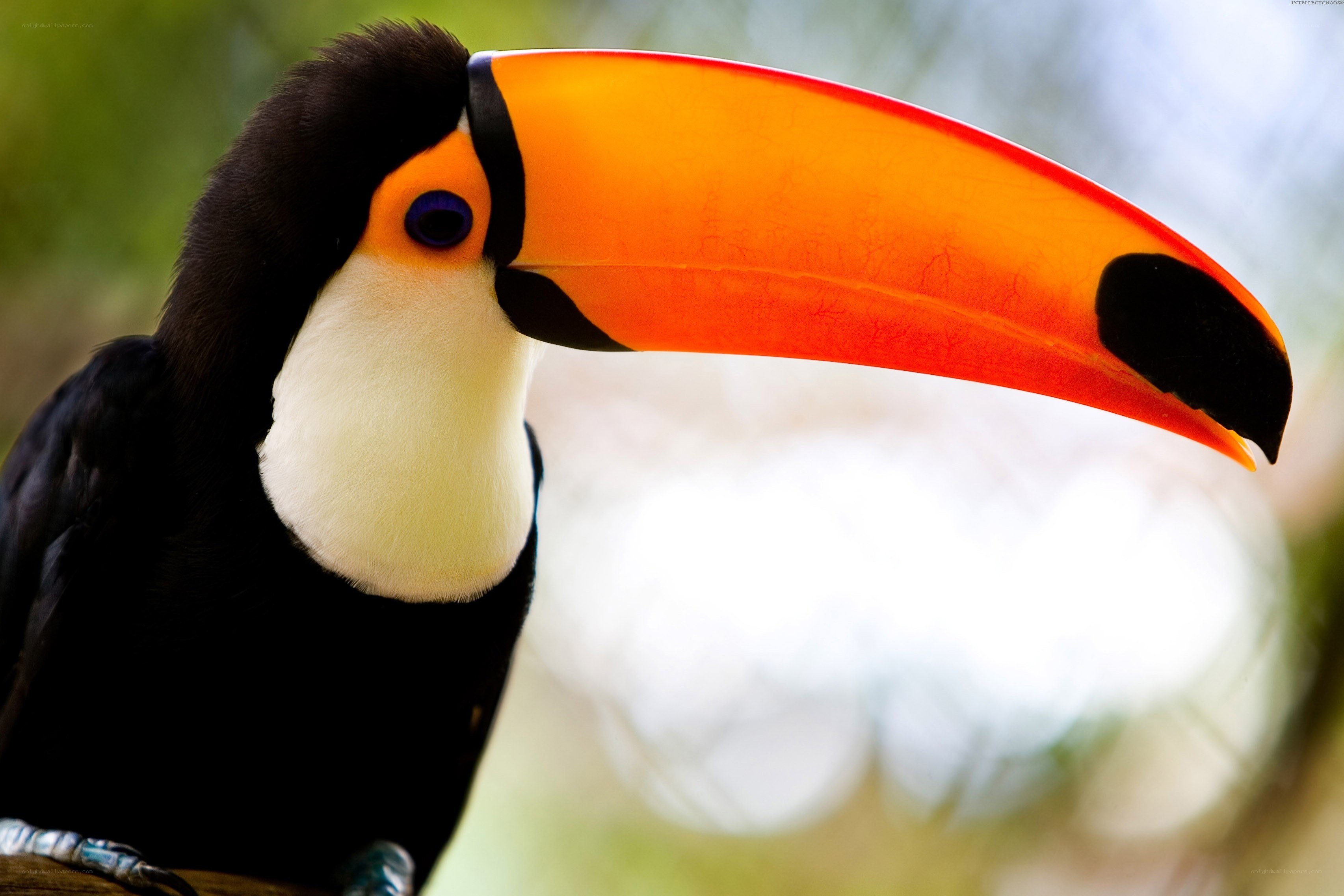 Toucan with vibrant beak