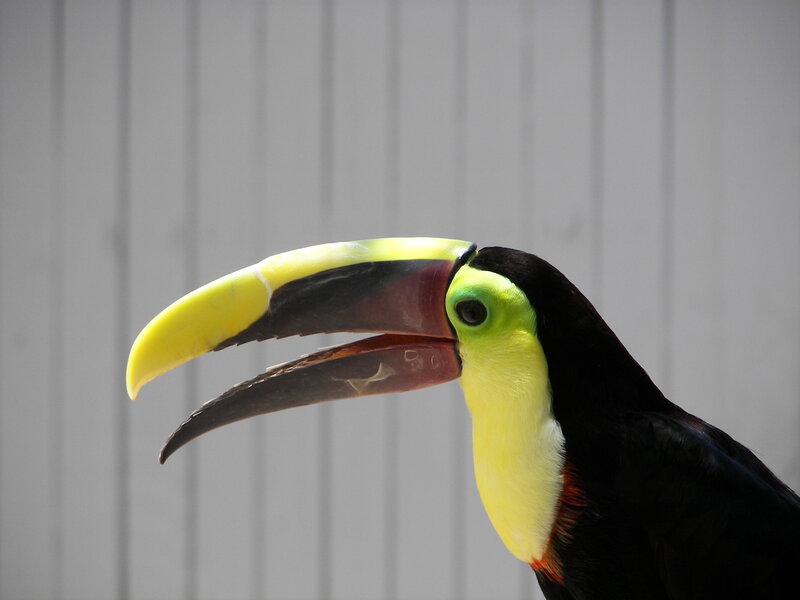 Toucan with Yellow Beak