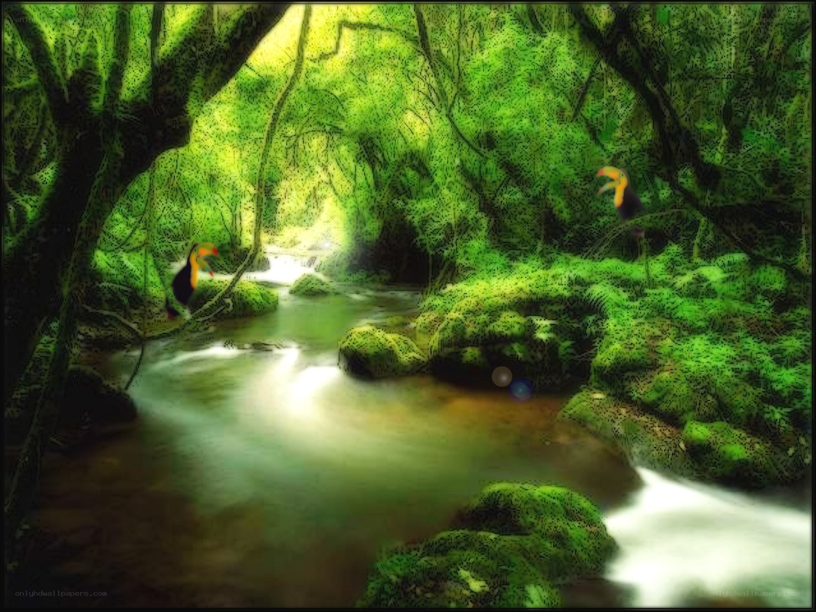 Toucans in a lush forest stream