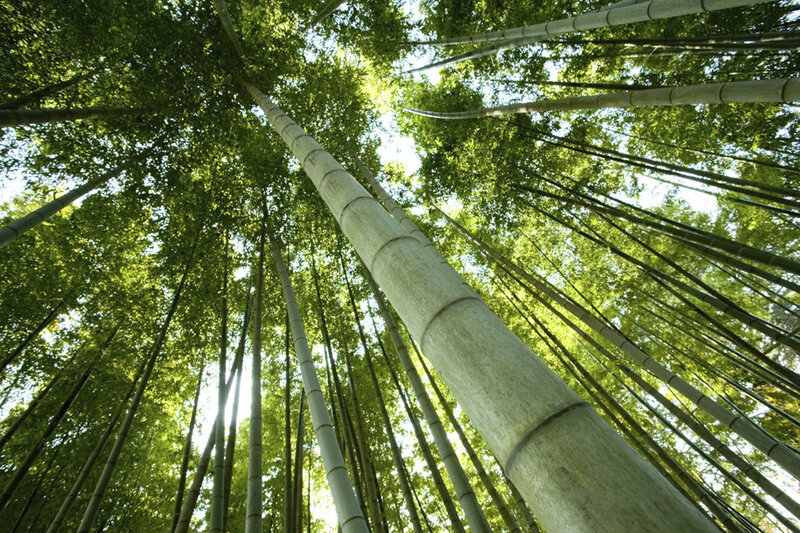 Towering bamboo forest