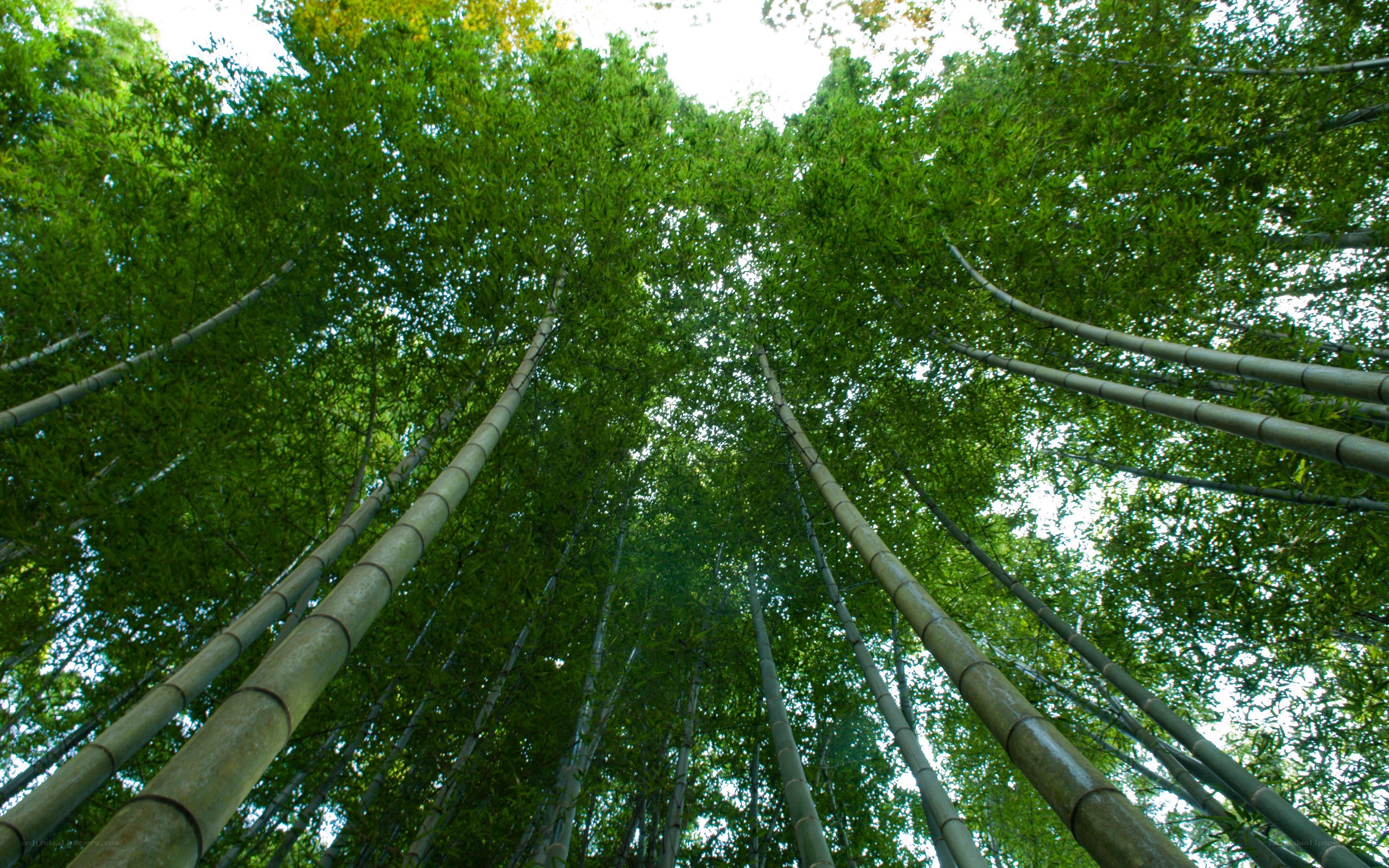 Towering bamboo forest