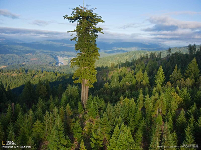 Towering redwood in forest