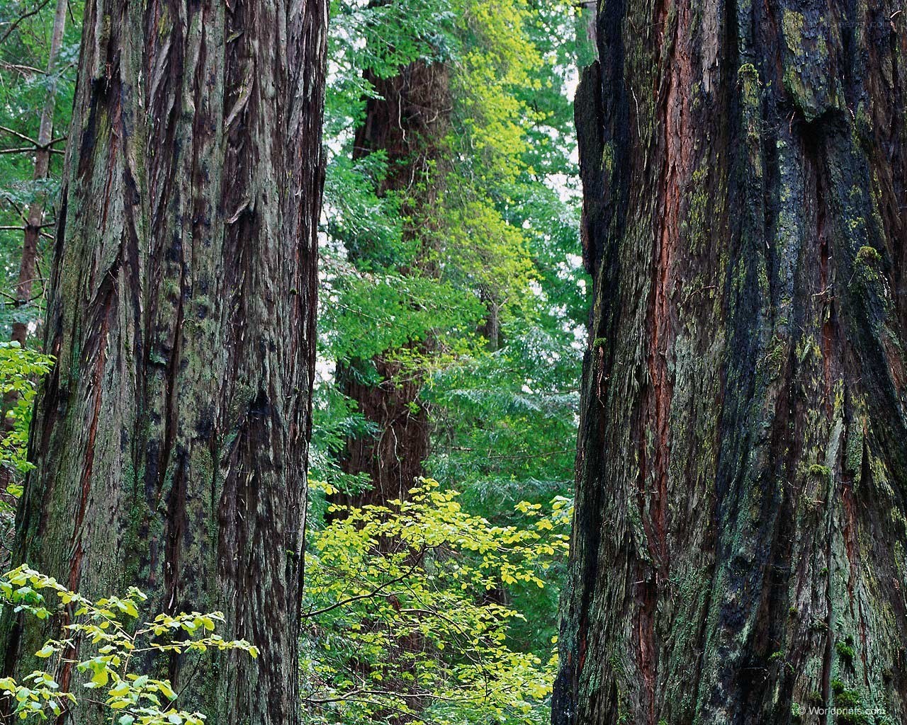Towering redwood trees in forest