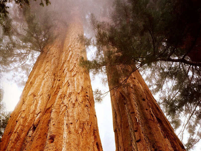 Towering sequoia trees