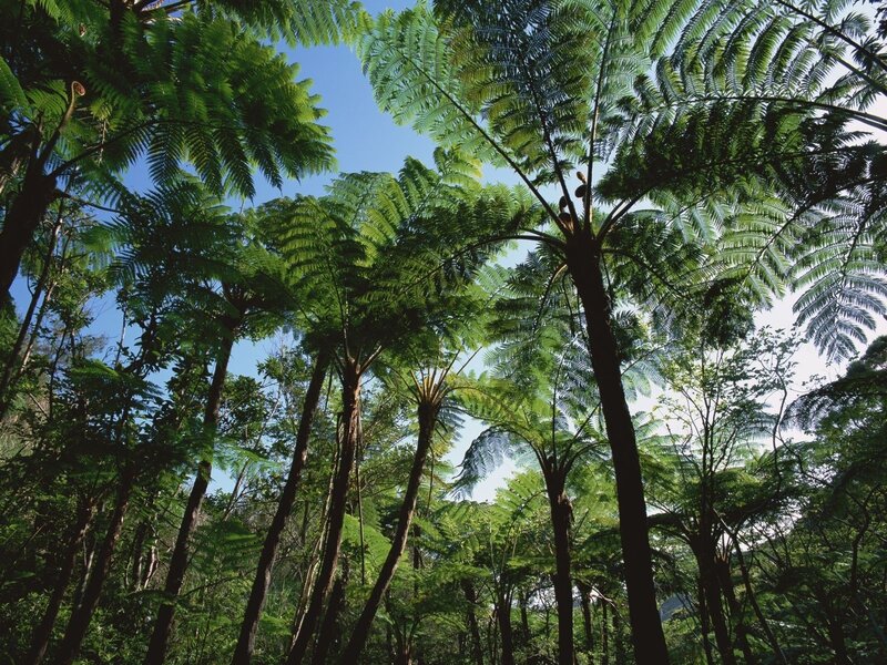 Towering tree ferns in forest