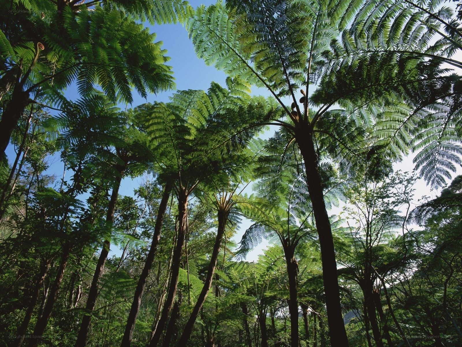 Towering tree ferns in forest